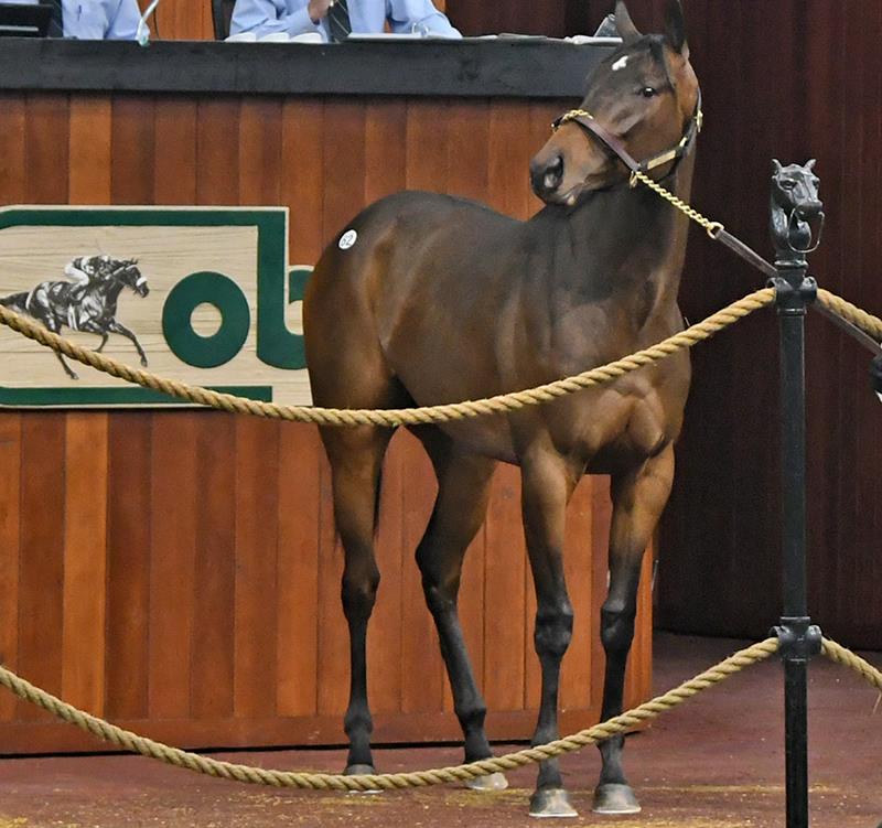 Day 1 at OBS April sale Constitution filly goes for 200,000 WinStar