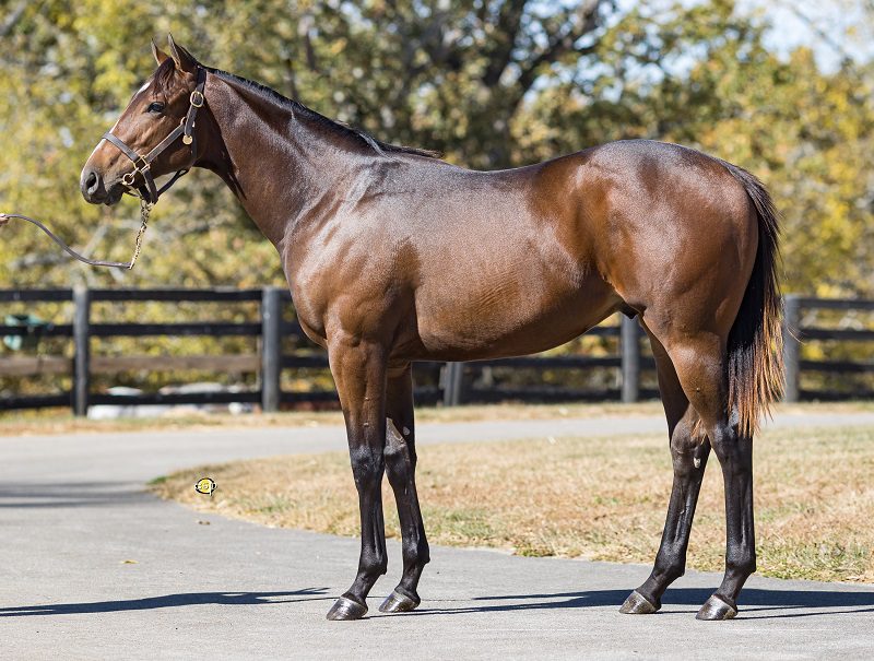 Yoshida colt brings six figures during FasigTipton October Yearling