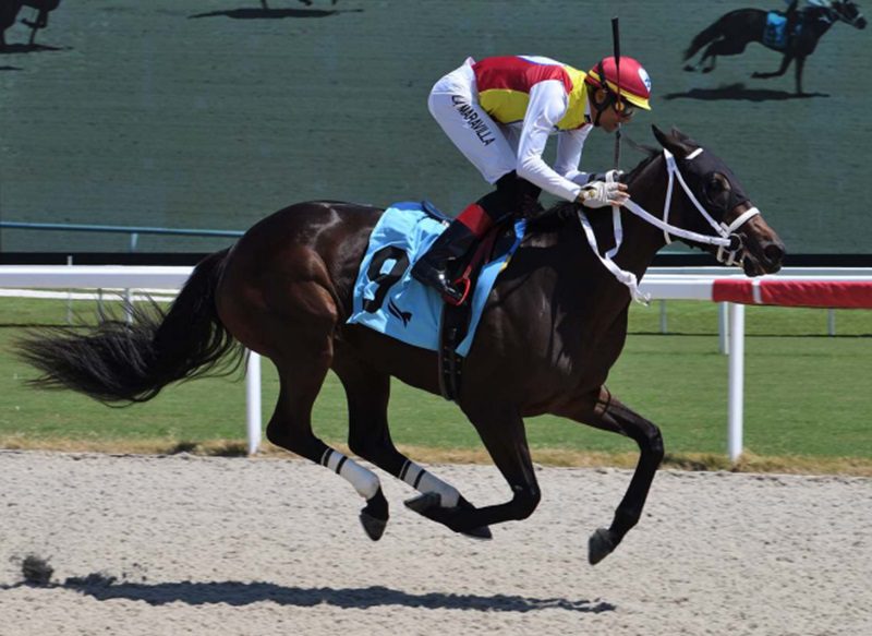 Special Aviator is an easy debut winner at Gulfstream Park - Lauren King photo